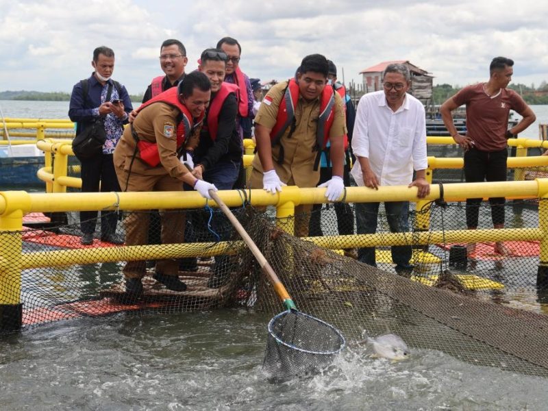 Gubernur Ansar Panen Ikan Bawal Bintang dari Keramba Jaring Apung (KJA) Kampung Budidaya Perikanan Kampung Keter Tengah, Tembeling, Bintan. Foto: Diskominfo Kepri 