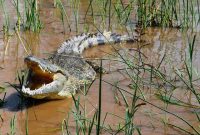 Ilustrasi. Foto: Istimewa 