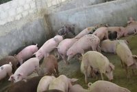 Ilustrasi. Foto: Istimewa 