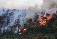 Ilustrasi. Foto: Natgeo