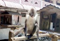 Kekah. Foto: Istimewa