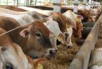 Ilustrasi. Foto: Istimewa 