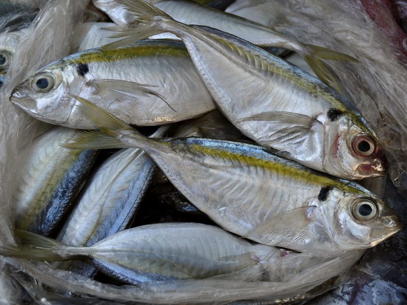 Ikan selar mata besar. Foto: INIKEPRI.COM 