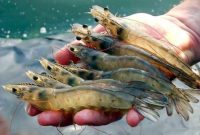 Ilustrasi. Foto: Istimewa 