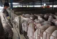 Ilustrasi. Foto: Istimewa 