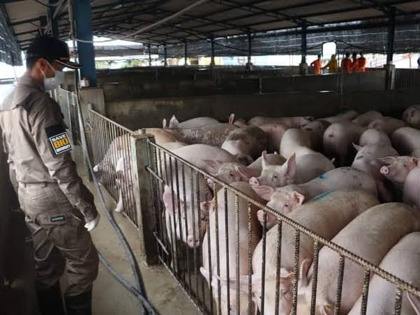 Ilustrasi. Foto: Istimewa