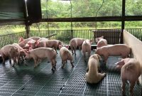 Ilustrasi. Foto: Kementan 