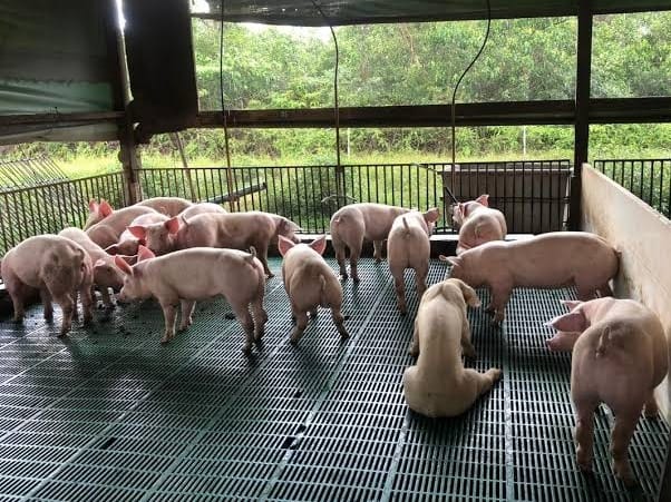 Ilustrasi. Foto: Kementan 