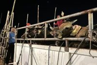 Sapi asal Kupang NTT tiba di Kota Batam, Kepri, Selasa (11/5/2024). Foto: ANTARA/Jessica.