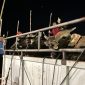 Sapi asal Kupang NTT tiba di Kota Batam, Kepri, Selasa (11/5/2024). Foto: ANTARA/Jessica.