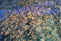 Ilustrasi. Foto: Istimewa 