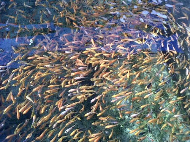 Ilustrasi. Foto: Istimewa 