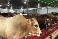 Ilustrasi. Foto: Istimewa 