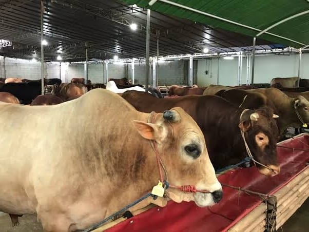 Ilustrasi. Foto: Istimewa 