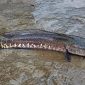 Ikan Gabus Bertotol. Foto:Istimewa 