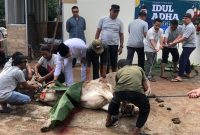 Momentum Idul Adha 1444 H, Anggota DPRD Kota Batam dari Fraksi Partai NasDem Rival Pribadi berkurban lima ekor sapi di Kecamatan Sekupang dan Belakangpadang. Foto: INIKEPRI.COM 