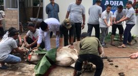 Momentum Idul Adha 1444 H, Anggota DPRD Kota Batam dari Fraksi Partai NasDem Rival Pribadi berkurban lima ekor sapi di Kecamatan Sekupang dan Belakangpadang. Foto: INIKEPRI.COM 