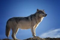 Ilustrasi. Foto: PEXELS 