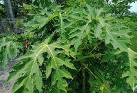 Ilustrasi. Foto: Istimewa 