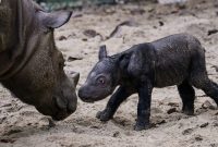 Anak Badak Sumatera (Dicerorhinus Sumatrensis) berjenis kelamin betina dan induknya bernama Ratu di Suaka Rhino Sumatera, Taman Nasional Way Kambas (SRS TNWK), Provinsi Lampung pada Sabtu (30/9/2023). Foto:Biro Humas KLHK