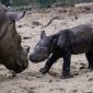 Anak Badak Sumatera (Dicerorhinus Sumatrensis) berjenis kelamin betina dan induknya bernama Ratu di Suaka Rhino Sumatera, Taman Nasional Way Kambas (SRS TNWK), Provinsi Lampung pada Sabtu (30/9/2023). Foto:Biro Humas KLHK