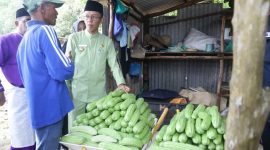 Penjabat (Pj) Wali Kota Tanjungpinang, Hasan, S.Sos, melakukan kunjungan ke sejumlah lokasi Kelompok Tani dan Kelompok Wanita Tani (KWT) binaan Dinas Pertanian, Pangan, dan Perikanan (DP3) Kota Tanjungpinang, Jumat (3/11/2023). Foto: Diskominfo Tanjungpinang 
