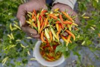 Kepala Dinas Pertanian Pangan dan Perikanan (DP3) Kota Tanjungpinang Robert Lukman mengatakan, sebanyak 9 kelompok tani penerima program bantuan diperkirakan melaksanakan panen pada minggu ke empat Maret dan minggu pertama April 2024. Komoditi yang akan dipanen meliputi cabe hijau, tomat, kacang panjang, timun, pare, dan jambu kristal. Foto: Istimewa