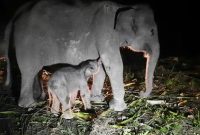 Induk Gajah SUmatera Fuja dan Bayi Gajah Betina yang beru lahir. Foto: Biro Humas KLHK