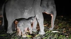 Induk Gajah SUmatera Fuja dan Bayi Gajah Betina yang beru lahir. Foto: Biro Humas KLHK