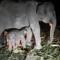 Induk Gajah SUmatera Fuja dan Bayi Gajah Betina yang beru lahir. Foto: Biro Humas KLHK