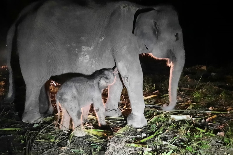 Induk Gajah SUmatera Fuja dan Bayi Gajah Betina yang beru lahir. Foto: Biro Humas KLHK