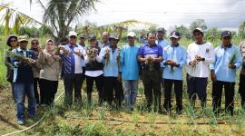 Penjabat (Pj) Wali Kota Tanjungpinang, Hasan,S.Sos meninjau panen kelompok tani binaan Pemko Tanjungpinang, di Kampung Sidomulyo dan Kampung Madong, Sabtu (18/5/2024).