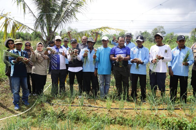 Penjabat (Pj) Wali Kota Tanjungpinang, Hasan,S.Sos meninjau panen kelompok tani binaan Pemko Tanjungpinang, di Kampung Sidomulyo dan Kampung Madong, Sabtu (18/5/2024).