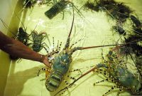 Ilustrasi. Foto: Istimewa