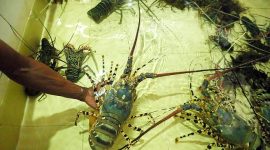 Ilustrasi. Foto: Istimewa