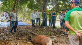 Sekretariat Daerah (Setdako) Pemerintah Kota Tanjungpinang melaksanakan pemotongan hewan qurban di Masjid Ulil Amri, kantor Wali Kota Tanjungpinang, Senggarang, Rabu (19/6/2024) pagi. Foto: Diskominfo Tanjungpinang