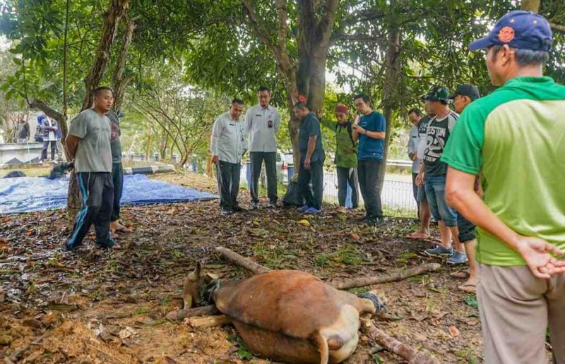 Sekretariat Daerah (Setdako) Pemerintah Kota Tanjungpinang melaksanakan pemotongan hewan qurban di Masjid Ulil Amri, kantor Wali Kota Tanjungpinang, Senggarang, Rabu (19/6/2024) pagi. Foto: Diskominfo Tanjungpinang