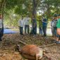 Sekretariat Daerah (Setdako) Pemerintah Kota Tanjungpinang melaksanakan pemotongan hewan qurban di Masjid Ulil Amri, kantor Wali Kota Tanjungpinang, Senggarang, Rabu (19/6/2024) pagi. Foto: Diskominfo Tanjungpinang