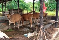 Sebanyak 43 ekor sapi dan 3 ekor kambing telah disalurkan oleh Pemerintah Kota (Pemko) Tanjungpinang ke sejumlah Masjid dan Surau di wilayah kota Tanjungpinang. Hewan kurban ini berasal dari 29 Organisasi Perangkat Daerah (OPD) Pemko Tanjungpinang. Foto: Diskominfo Tanjungpinang
