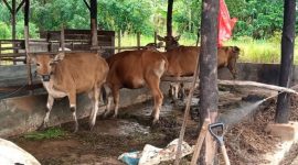 Sebanyak 43 ekor sapi dan 3 ekor kambing telah disalurkan oleh Pemerintah Kota (Pemko) Tanjungpinang ke sejumlah Masjid dan Surau di wilayah kota Tanjungpinang. Hewan kurban ini berasal dari 29 Organisasi Perangkat Daerah (OPD) Pemko Tanjungpinang. Foto: Diskominfo Tanjungpinang