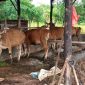 Sebanyak 43 ekor sapi dan 3 ekor kambing telah disalurkan oleh Pemerintah Kota (Pemko) Tanjungpinang ke sejumlah Masjid dan Surau di wilayah kota Tanjungpinang. Hewan kurban ini berasal dari 29 Organisasi Perangkat Daerah (OPD) Pemko Tanjungpinang. Foto: Diskominfo Tanjungpinang