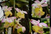 Anggrek spesies baru yang ditemukan oleh peneliti BRIN, dikenal oleh masyarakat dengan nama anggrek kuku macan. Foto: Humas BRIN