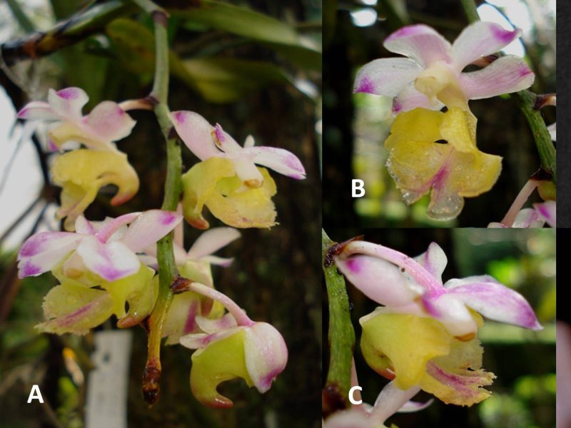 Anggrek spesies baru yang ditemukan oleh peneliti BRIN, dikenal oleh masyarakat dengan nama anggrek kuku macan. Foto: Humas BRIN