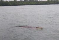 Buaya Ukuran besar yang muncul ke permukaan di Perairan Pulau Geranting, Kecamatan Belakangpadang. Foto: INIKEPRI.COM