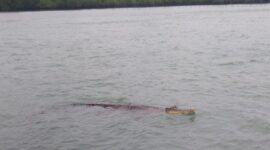 Buaya Ukuran besar yang muncul ke permukaan di Perairan Pulau Geranting, Kecamatan Belakangpadang. Foto: INIKEPRI.COM