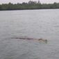 Buaya Ukuran besar yang muncul ke permukaan di Perairan Pulau Geranting, Kecamatan Belakangpadang. Foto: INIKEPRI.COM