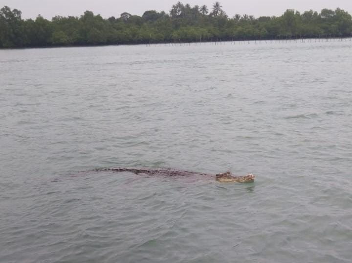 Buaya Ukuran besar yang muncul ke permukaan di Perairan Pulau Geranting, Kecamatan Belakangpadang. Foto: INIKEPRI.COM