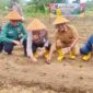 Polresta Tanjungpinang bersama Pemko dan Forkopimda menggelar penanaman bibit jagung secara serentak di Kampung Wak Lolang, Kelurahan Dompak, Kecamatan Bukit Bestari, Selasa (21/1/2025). Foto: Diskominfo Tanjungpinang 