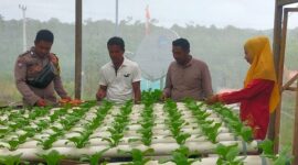 Brigadir Dedi Marzuki, Bhabinkamtibmas Desa Jagoh, terus berperan aktif dalam mendorong masyarakat desa binaannya untuk melakukan perawatan dan pemindahan bibit sawi pakcoy media Hydroponik di kebun warga Desa Jagoh, Kecamatan Singkep Barat, Kabupaten Lingga. Foto: Humas Polresta Lingga