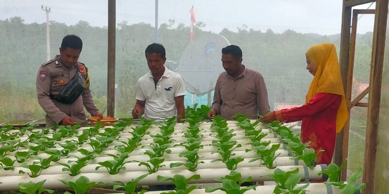 Brigadir Dedi Marzuki, Bhabinkamtibmas Desa Jagoh, terus berperan aktif dalam mendorong masyarakat desa binaannya untuk melakukan perawatan dan pemindahan bibit sawi pakcoy media Hydroponik di kebun warga Desa Jagoh, Kecamatan Singkep Barat, Kabupaten Lingga. Foto: Humas Polresta Lingga
